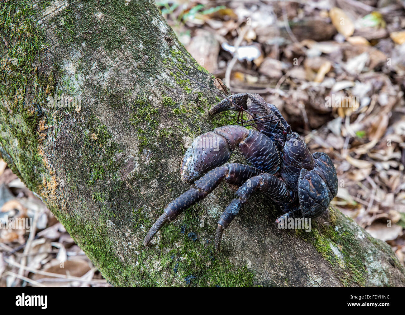 A Coconut Crab (Birgus latro) climbs over a log at Lifou Island, New