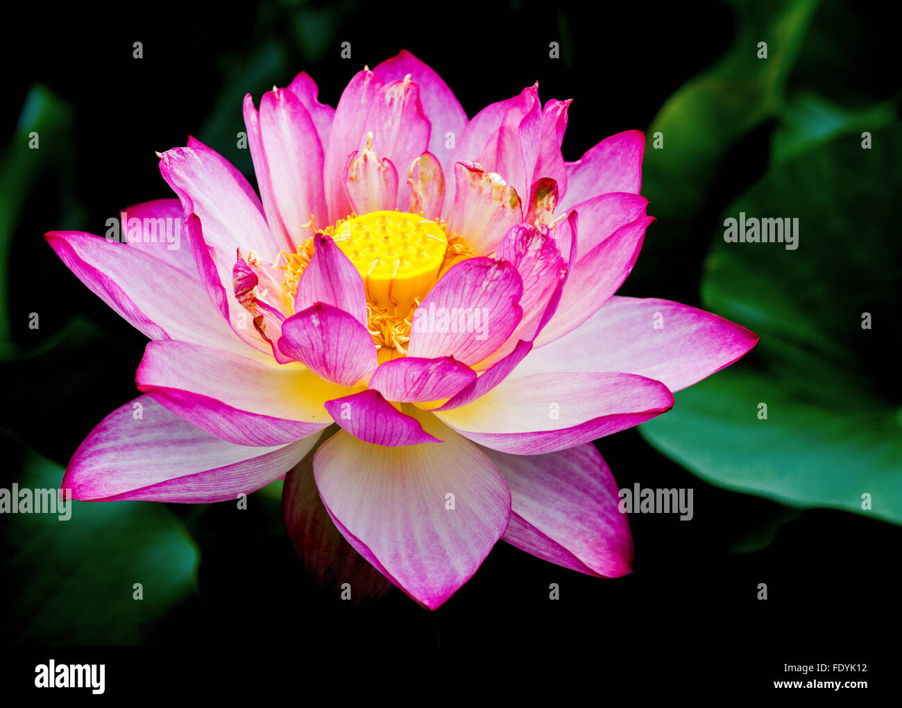 The Nymphaeaceae are aquatic, rhizomatous herbs .Members of this family are commonly called water lilies Stock Photo
