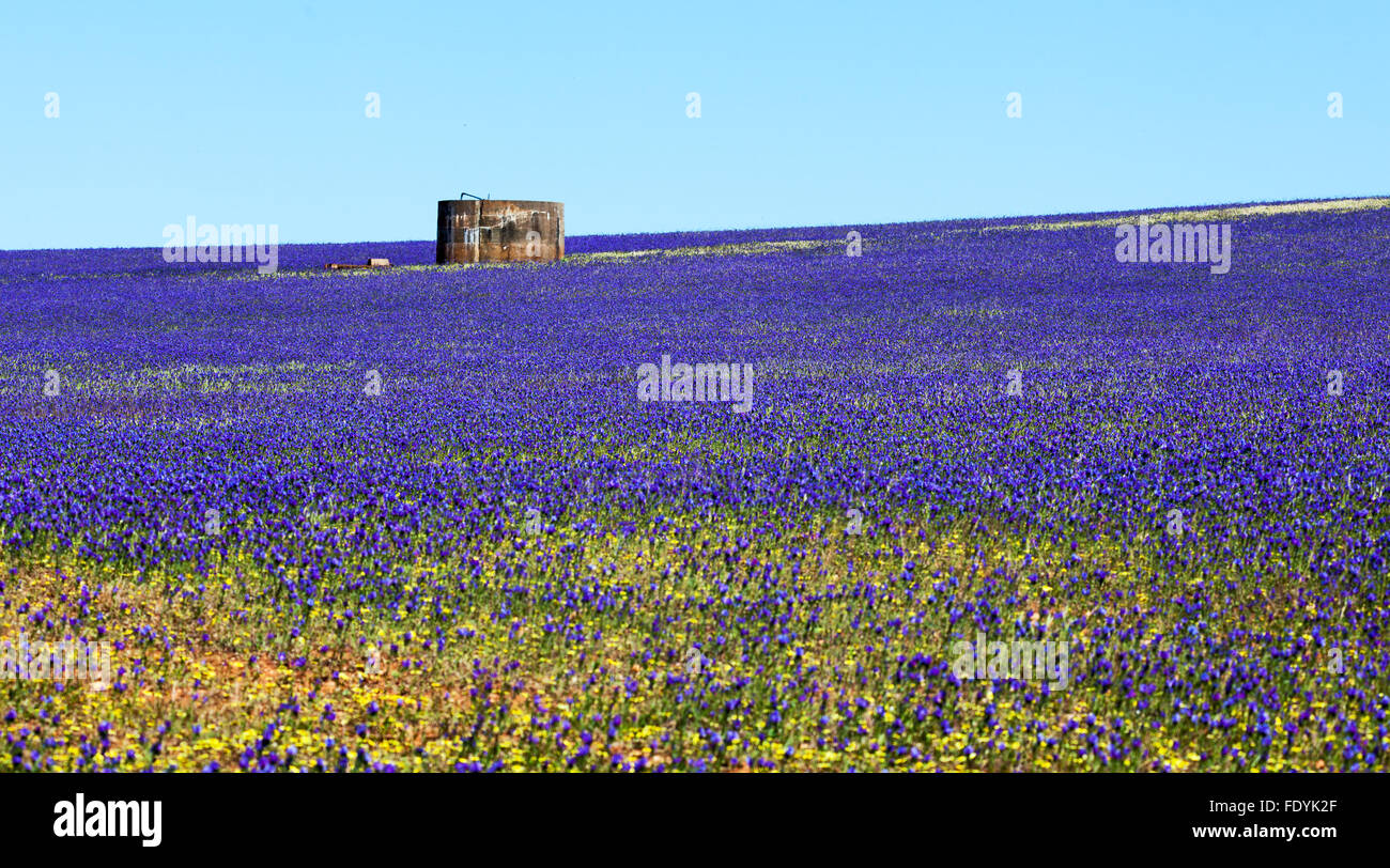 Blue purple wildflowers hi-res stock photography and images - Alamy