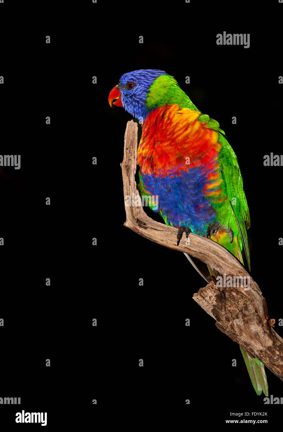 Image result for The rainbow lorikeet is a species of parrot found in Australia ...