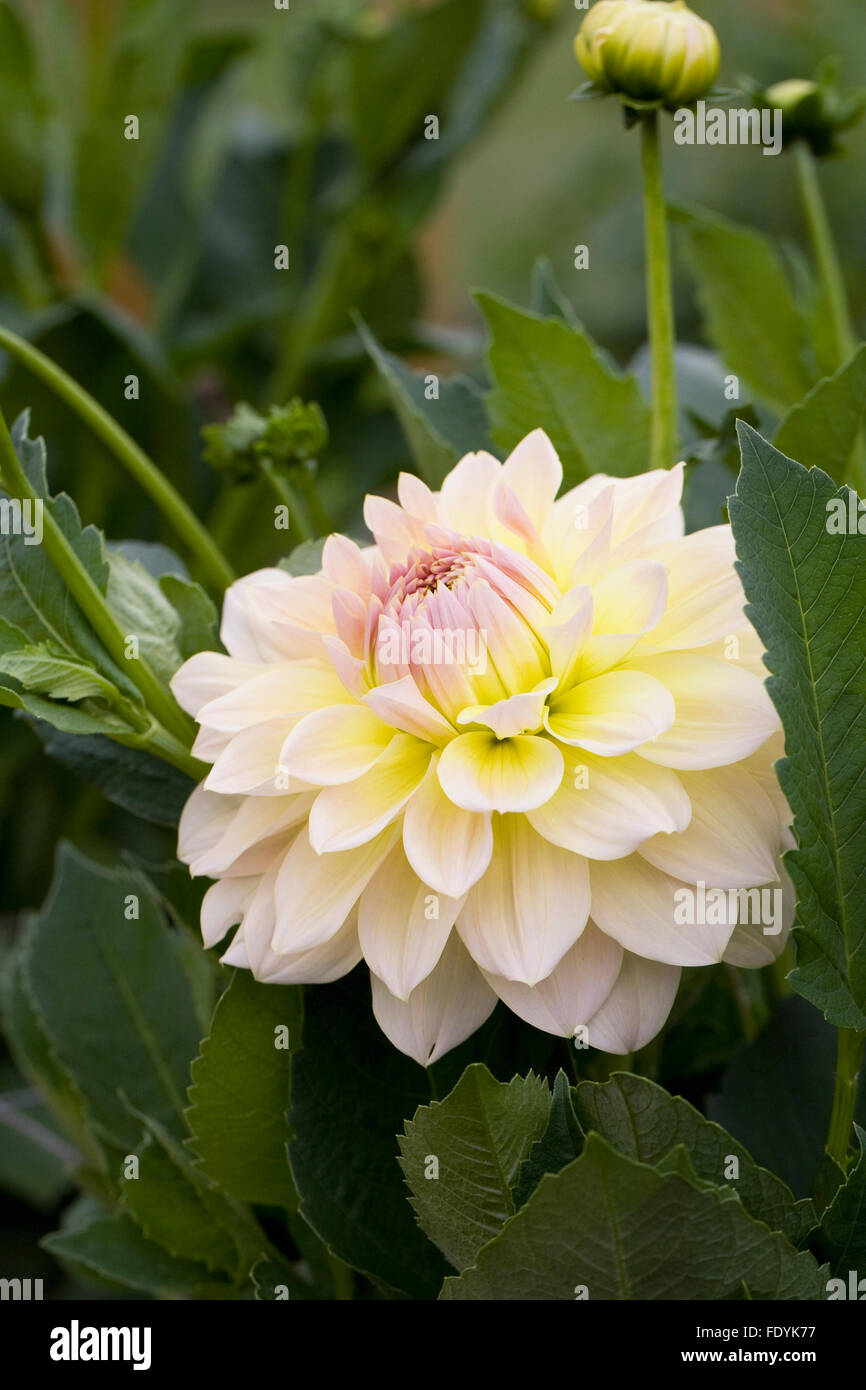 Dahlia 'Westerton Lillian' flower. Stock Photo