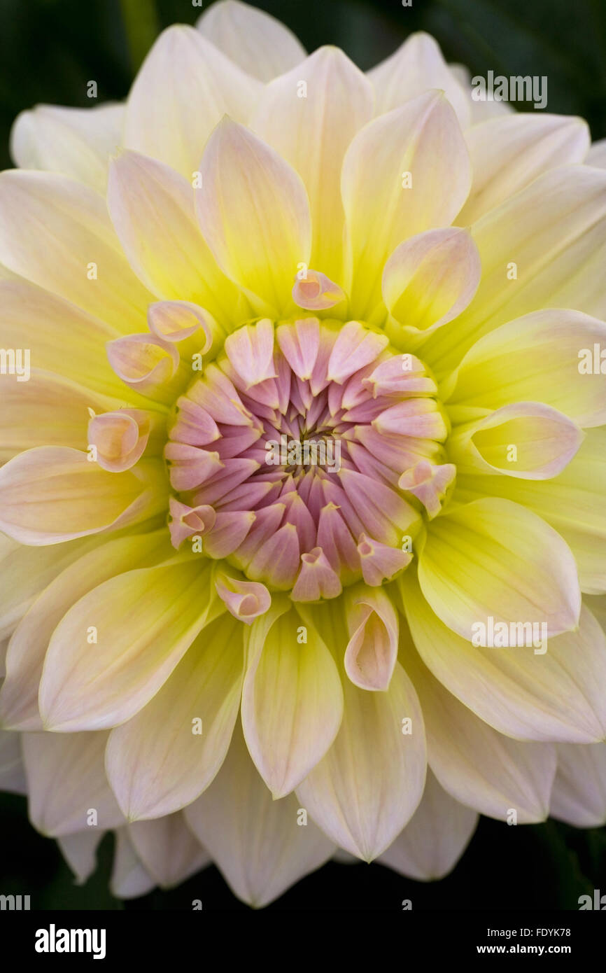 Dahlia 'Westerton Lillian' flower. Stock Photo