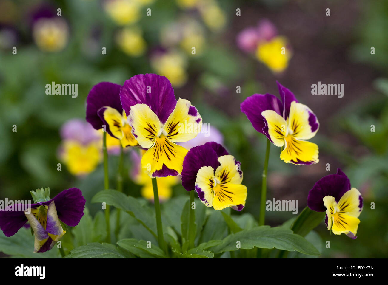Viola flowers in Summer Stock Photo Alamy