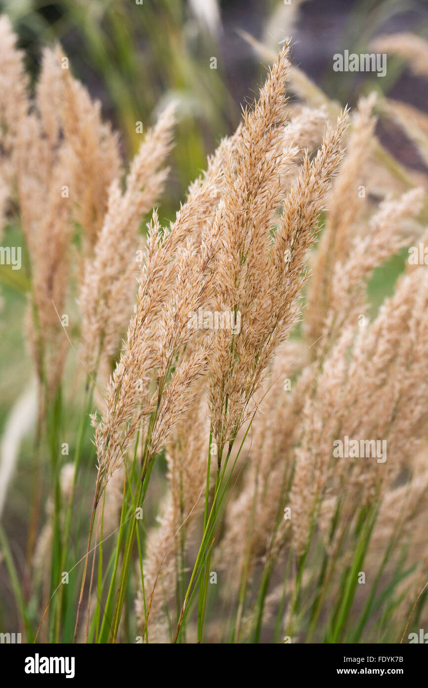 Stipa calamagrostis 'Algau'. Feather grass. Stock Photo