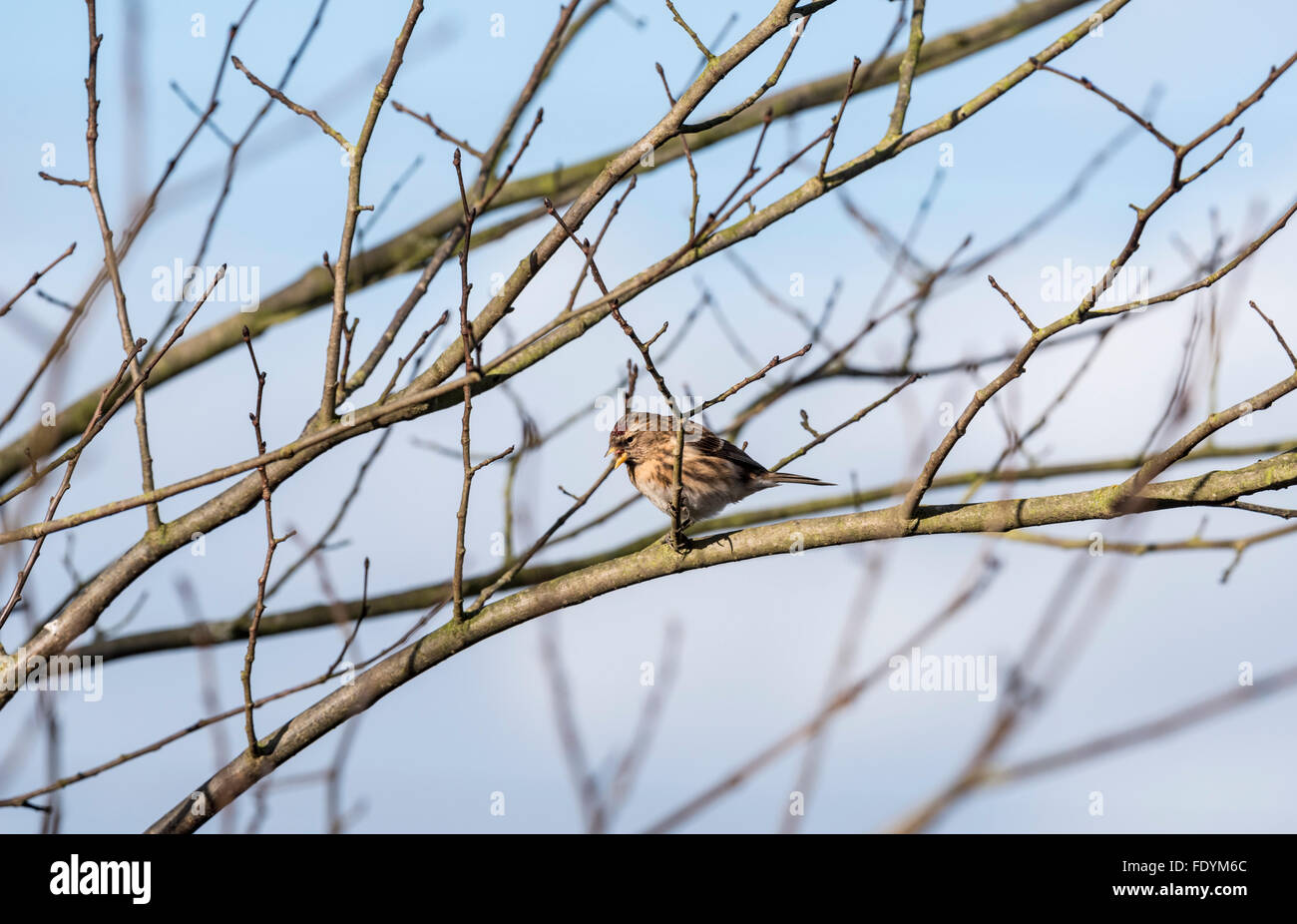 A female Redpoll calling from a perch at Fishers Green, Essex Stock Photo