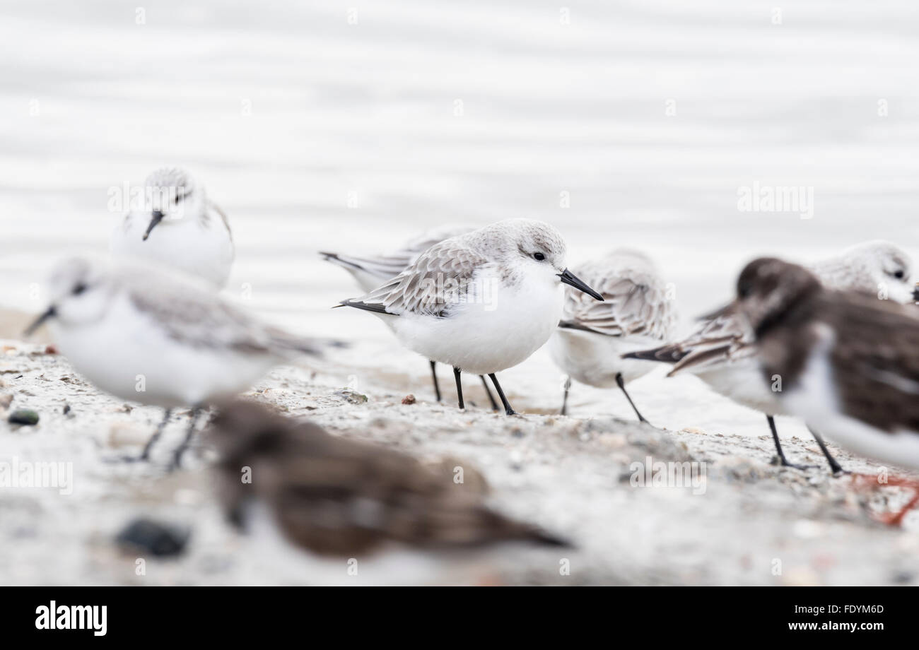 A Sanderling, part of a large flock of 50 at Leigh on Sea, Essex Stock ...