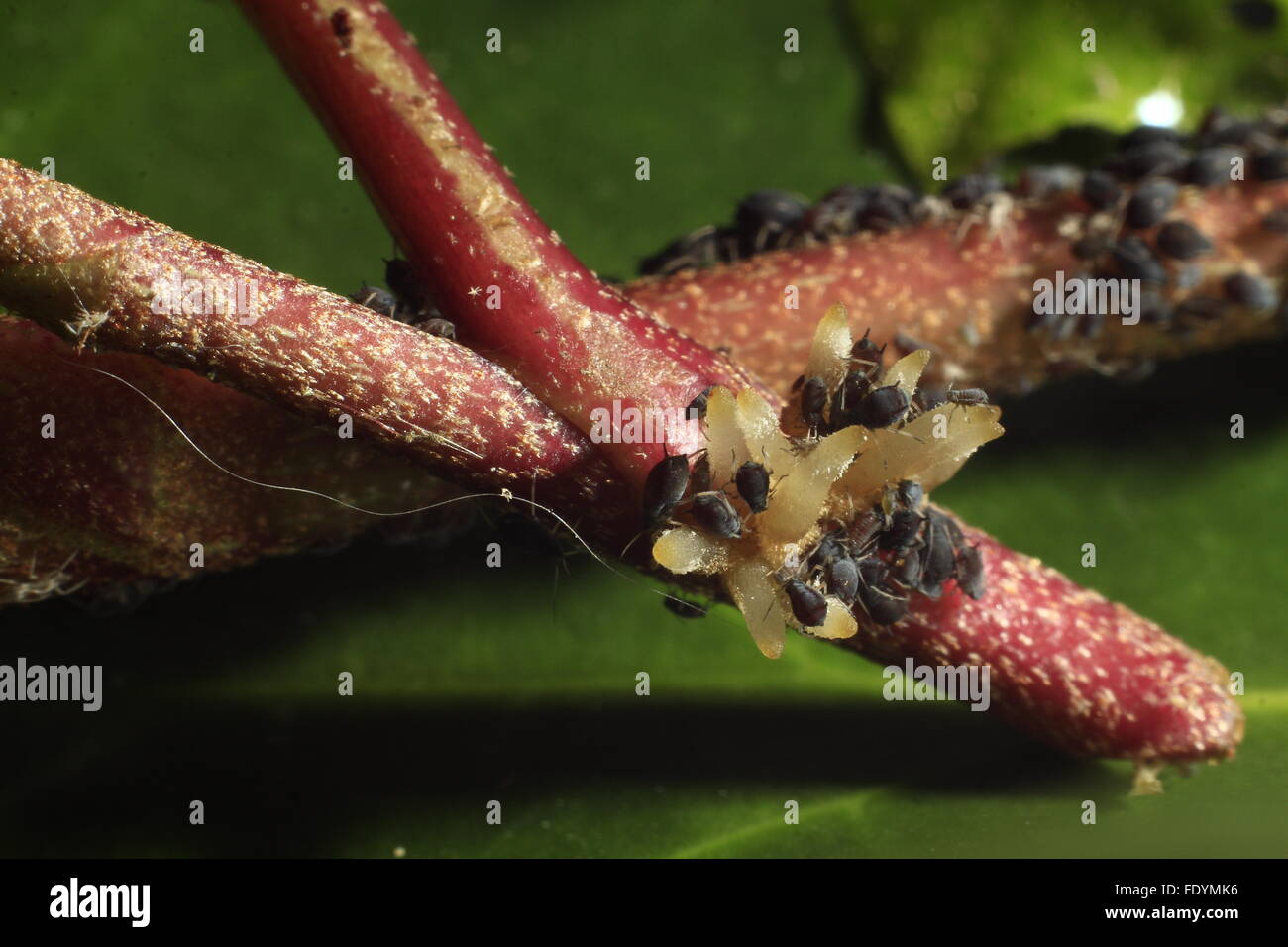 Flea eating in an ivy Stock Photo Alamy