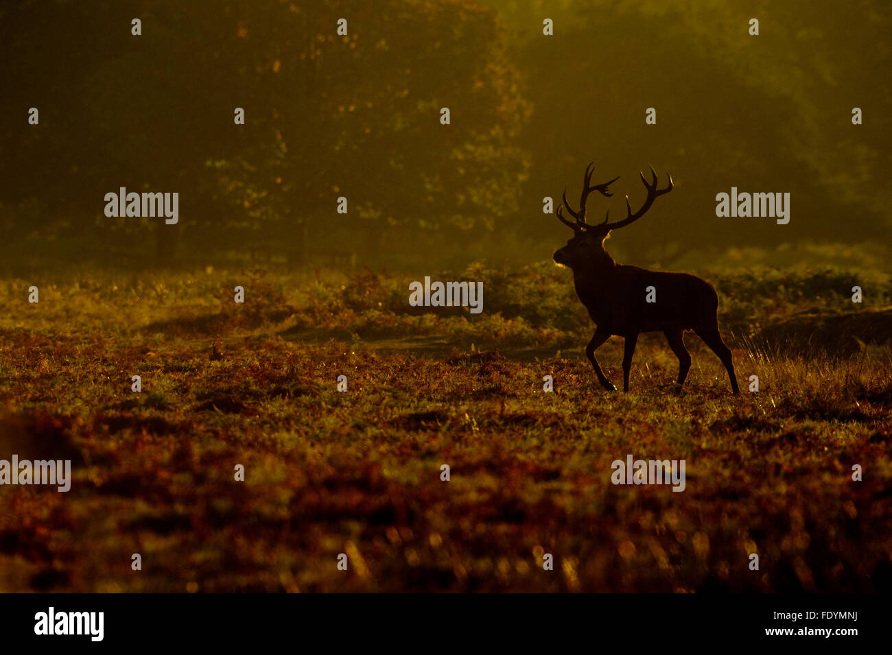 Red Deer (Cervus elaphus) stag in morning light Stock Photo