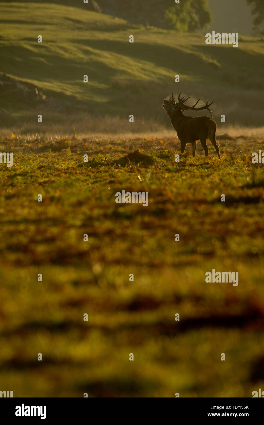 Red Deer (Cervus elaphus) stag in morning light Stock Photo