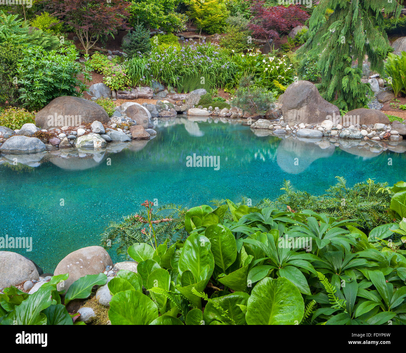 Vashon-Maury Island, WA: Salt water plunge pool surrounded by woodland perennial garden with hellebore and bergenia Stock Photo