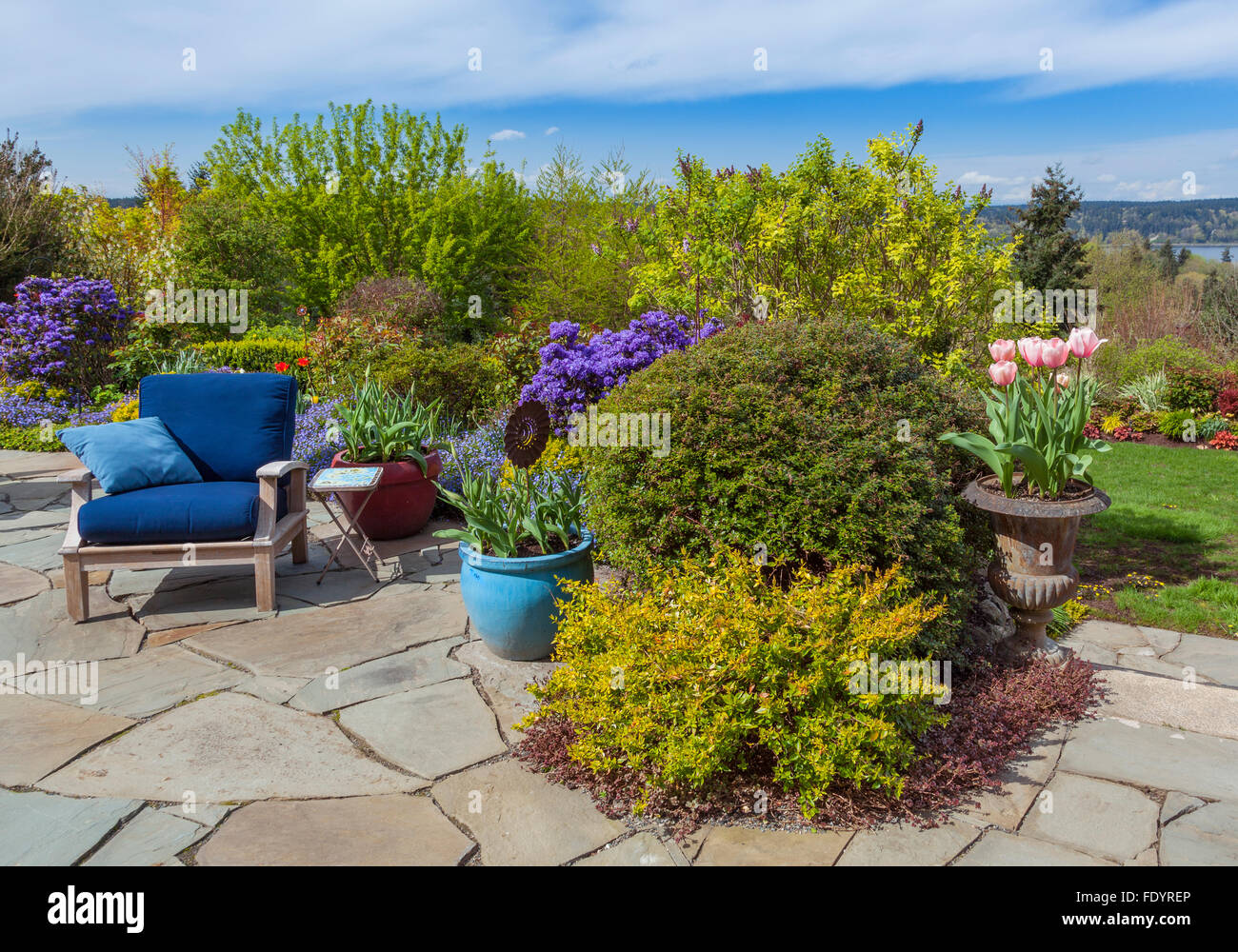 Vashon-Maury Island, WA: Flagstone patio with blue chair and colorful pots of tulips with perennial gardens Stock Photo