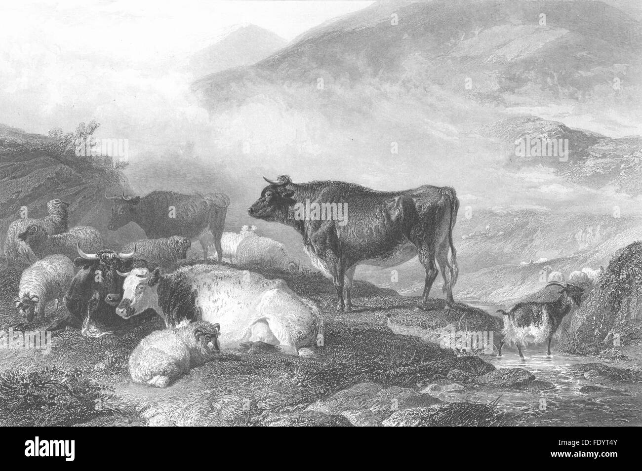 COWS: Cattle: Early morning, antique print c1870 Stock Photo