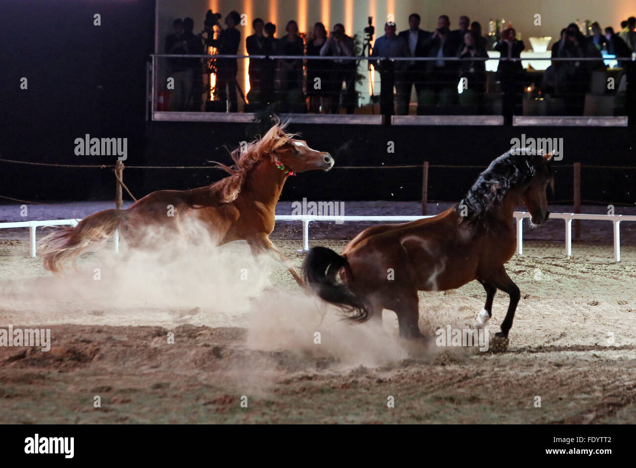 Dubai, United Arab Emirates, Horses galloping in front of audiences