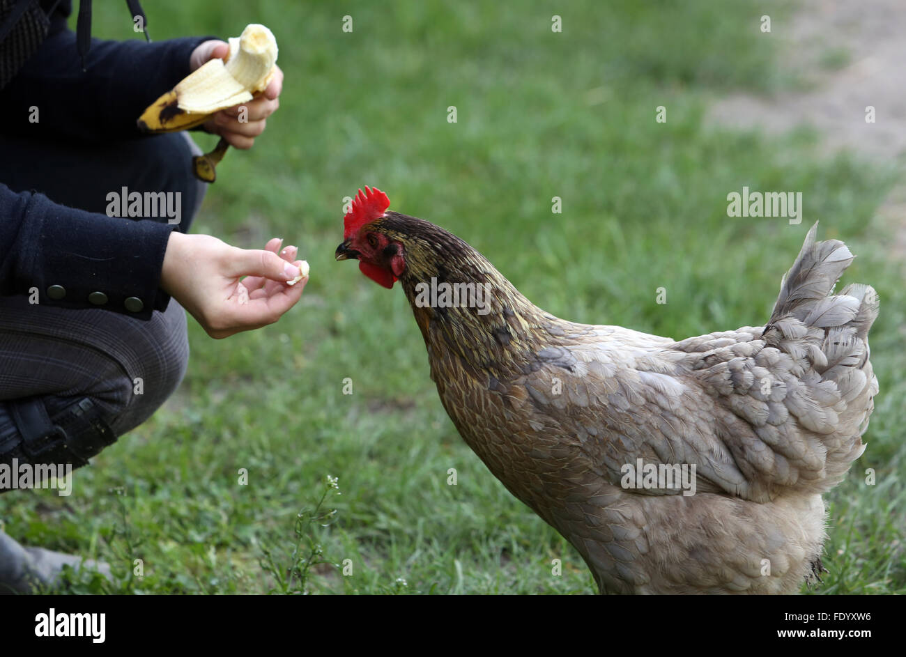 Neuenhagen, Germany, chicken is fed with a piece of banana Stock Photo