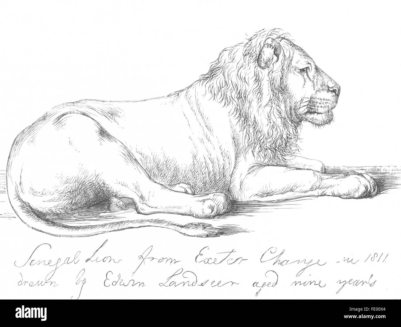 LIONS: Senegal Lion-Landseer, antique print c1880 Stock Photo