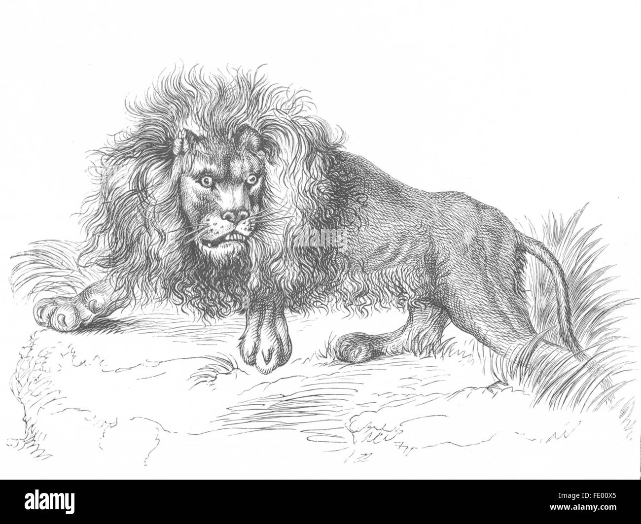 LIONS: In the Jungle(Lion)-Landseer, antique print c1880 Stock Photo