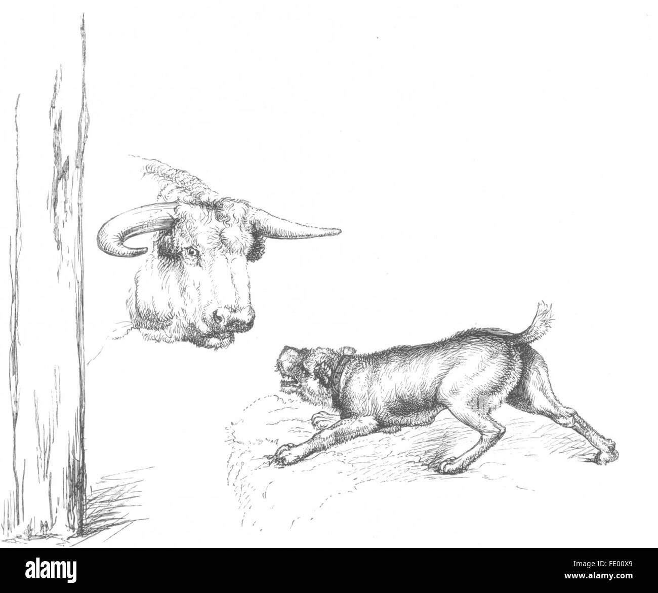 COWS: Baiting the bull-Landseer, antique print c1880 Stock Photo