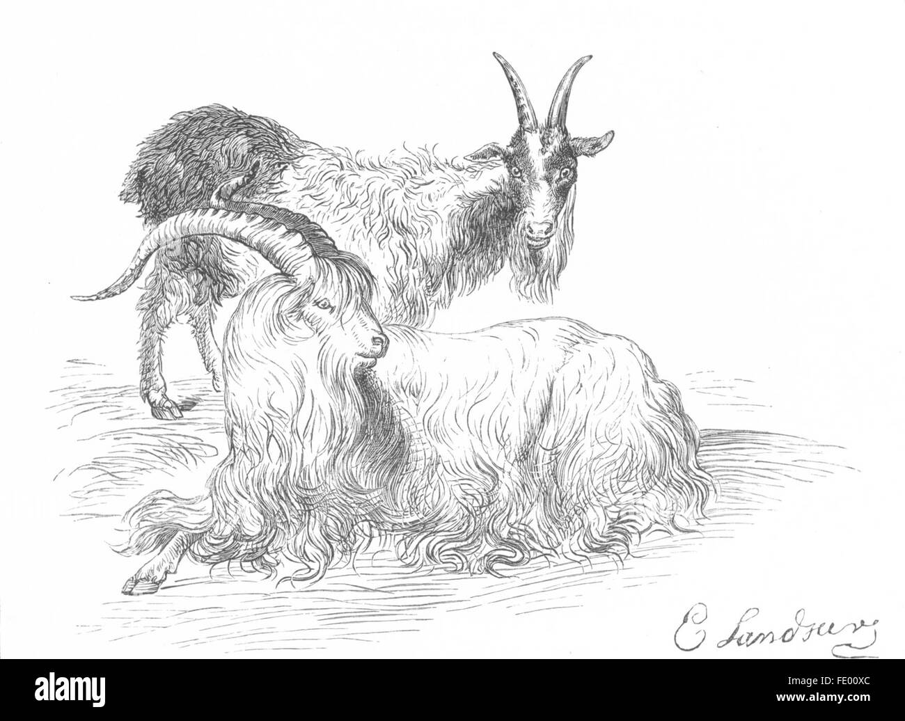 GOATS: Study of goats-Landseer, antique print c1880 Stock Photo