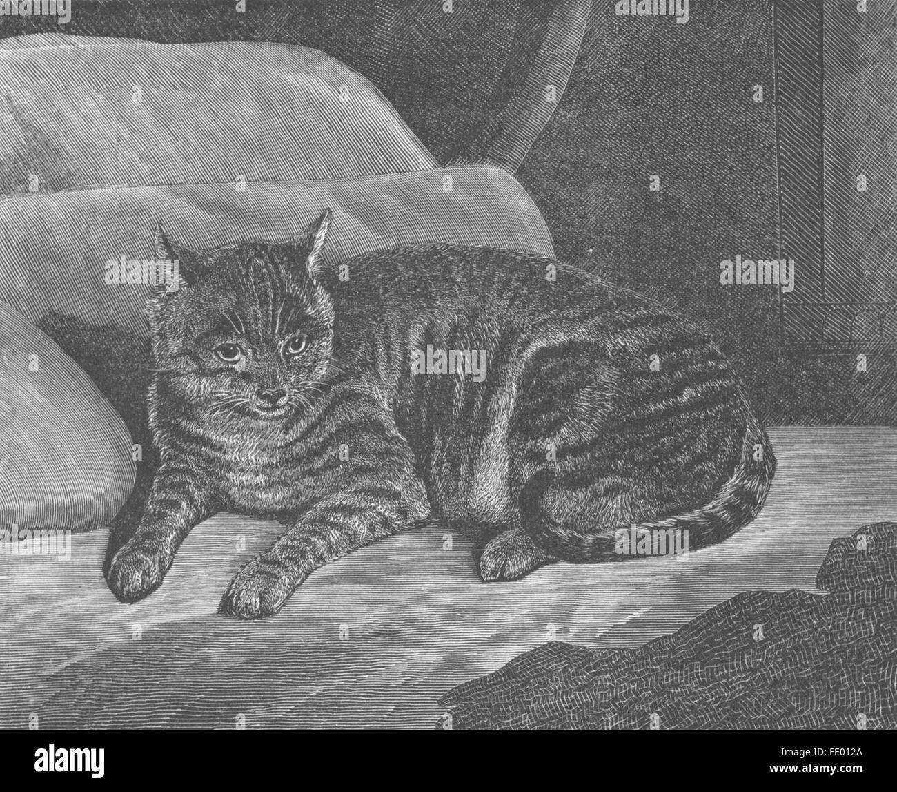 FAMILIES: Quite at home(Cat)-Landseer, antique print c1880 Stock Photo