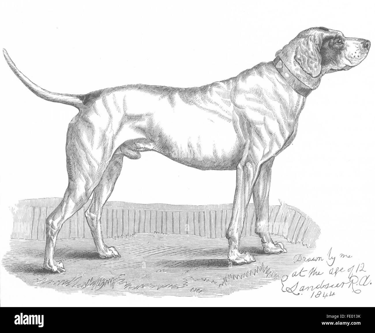 DOGS: A Favourite Pointer-Landseer, antique print c1880 Stock Photo