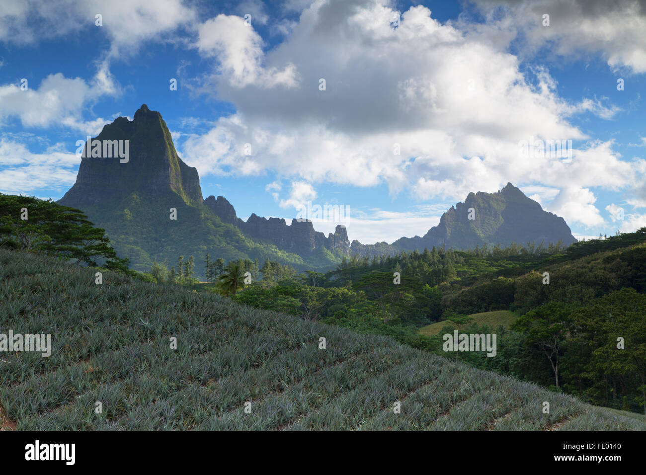 Pineapple plantation in Paopao Valley, Mo'orea, Society Islands, French
