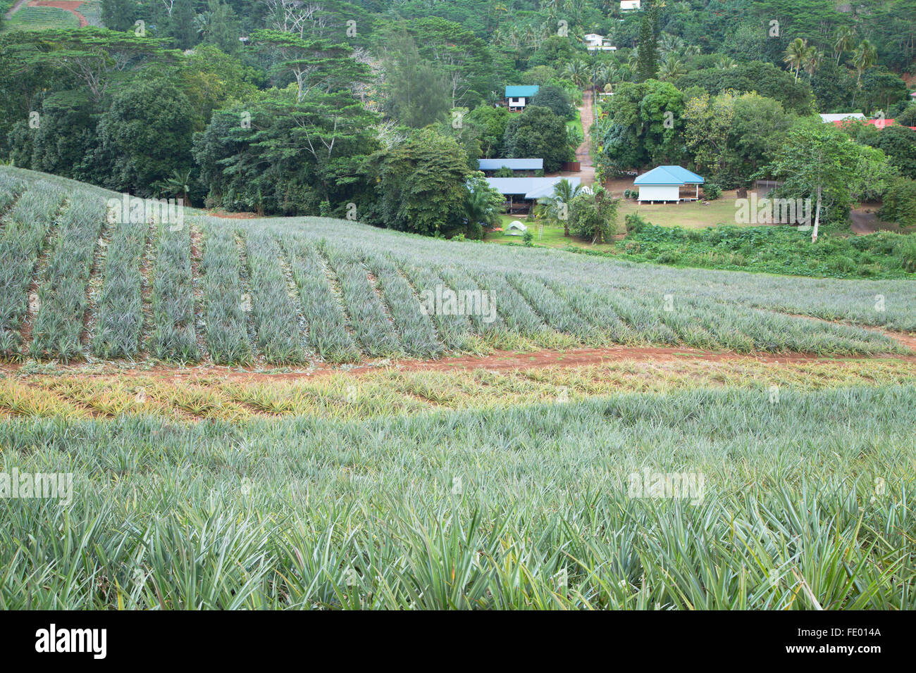 Pineapple plantation in Paopao Valley, Mo'orea, Society Islands, French