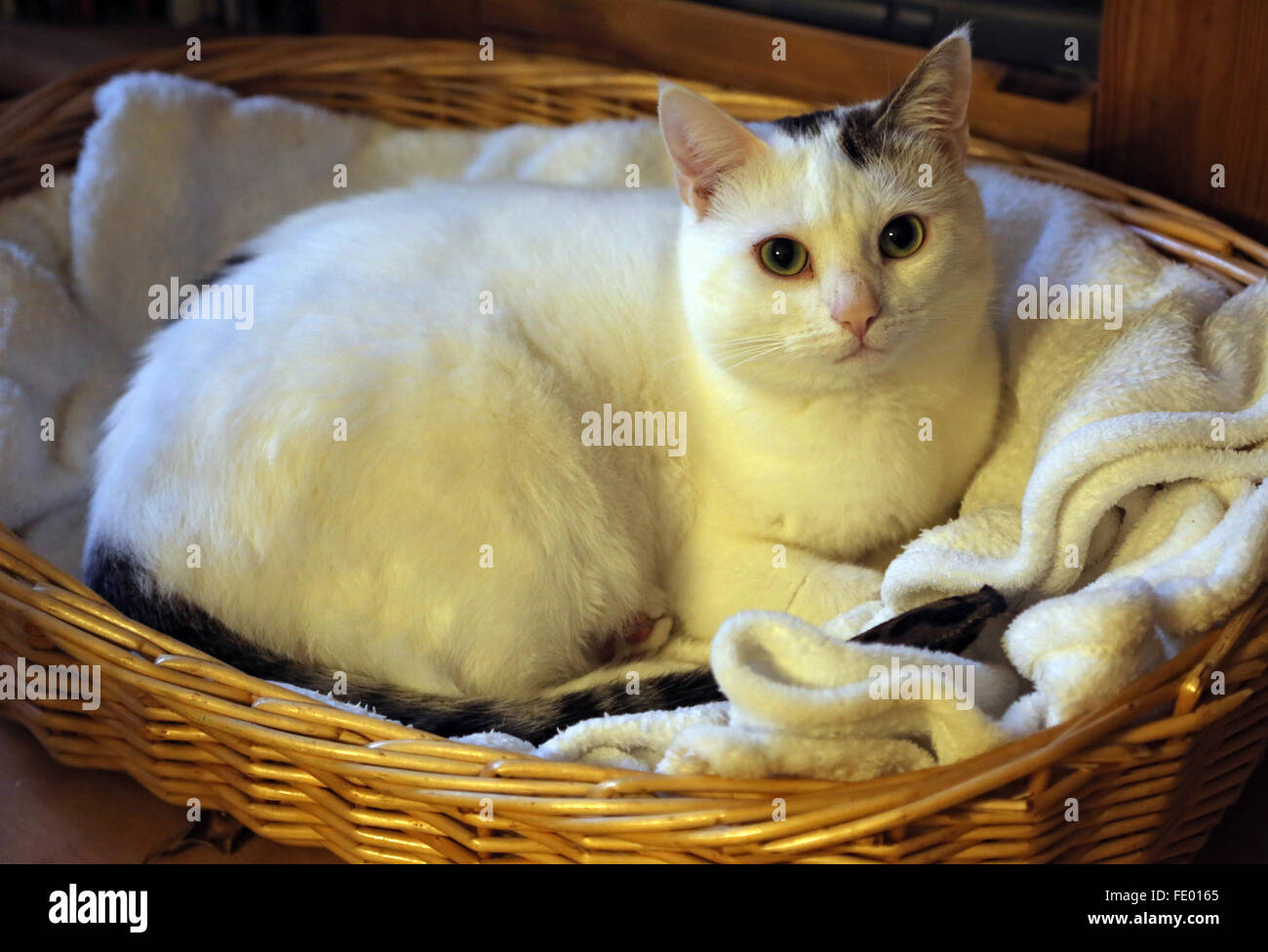 Neuenhagen, Germany, cat is a cat basket Stock Photo