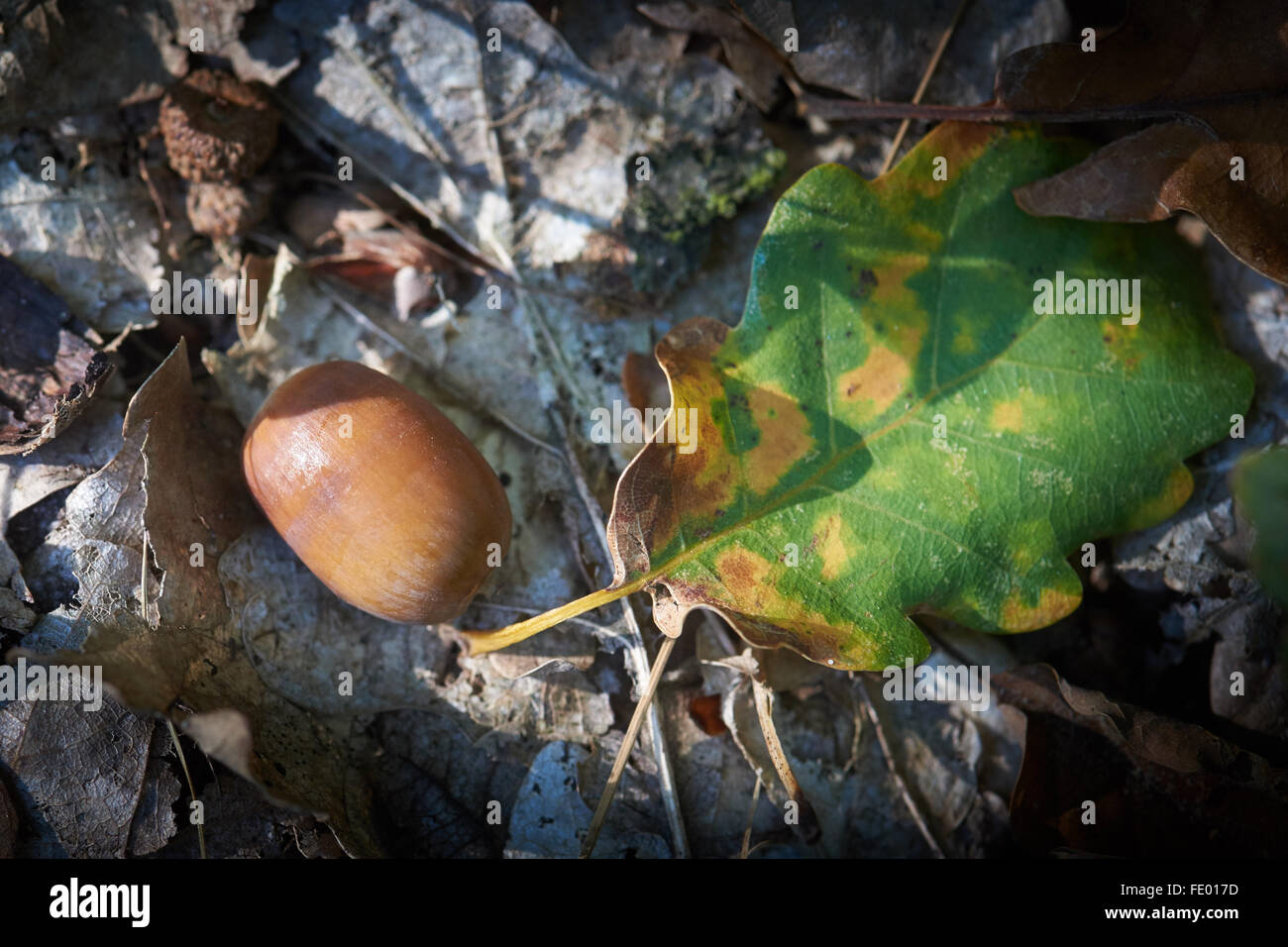 Schernsdorf, Germany, acorns in Generhaltungswald Schlaubetaler oaks Stock Photo