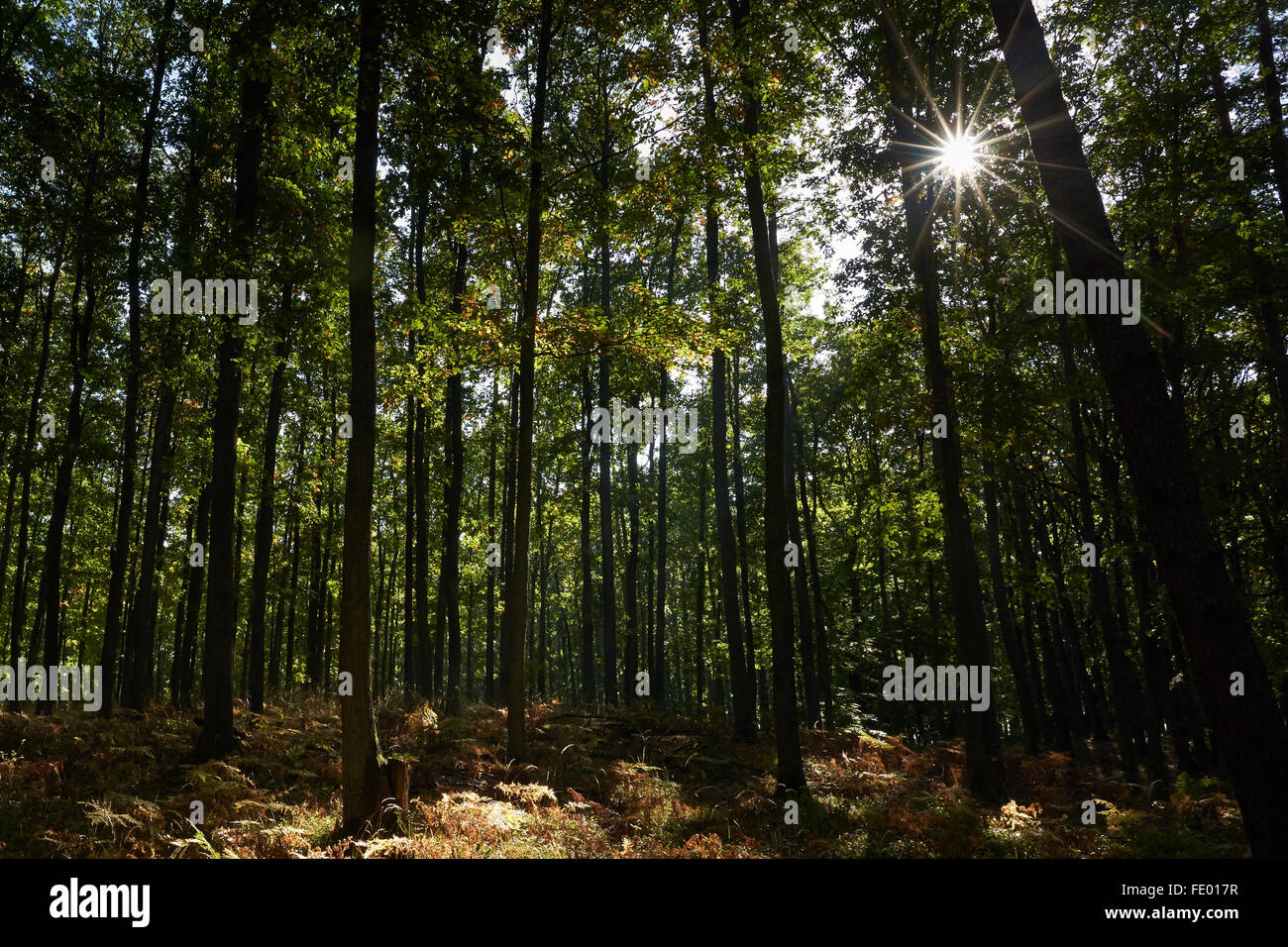 Schernsdorf, Germany, Generhaltungswald Schlaubetaler oaks Stock Photo