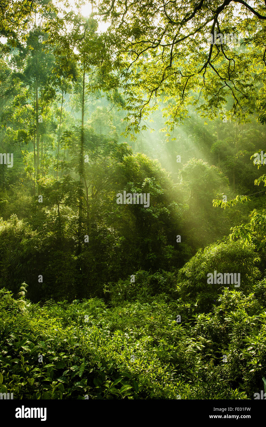 landscape, tea plantation, Kerala landscape, nature, tea valley, refreshing landscapes, moonar