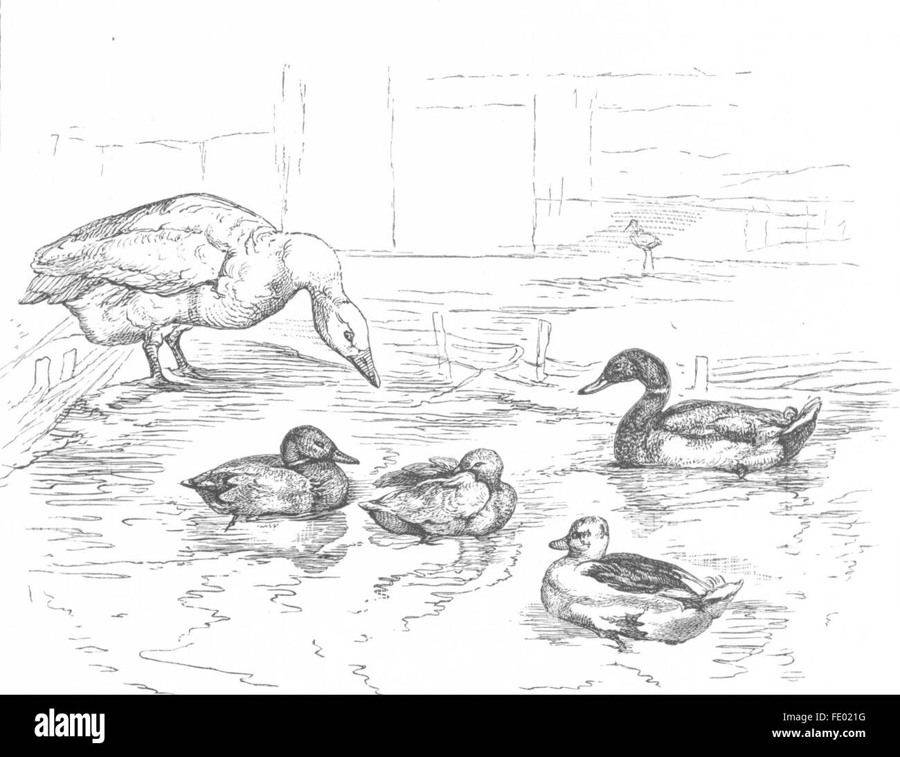 BIRDS: The Duck Pond-Landseer, antique print c1880 Stock Photo