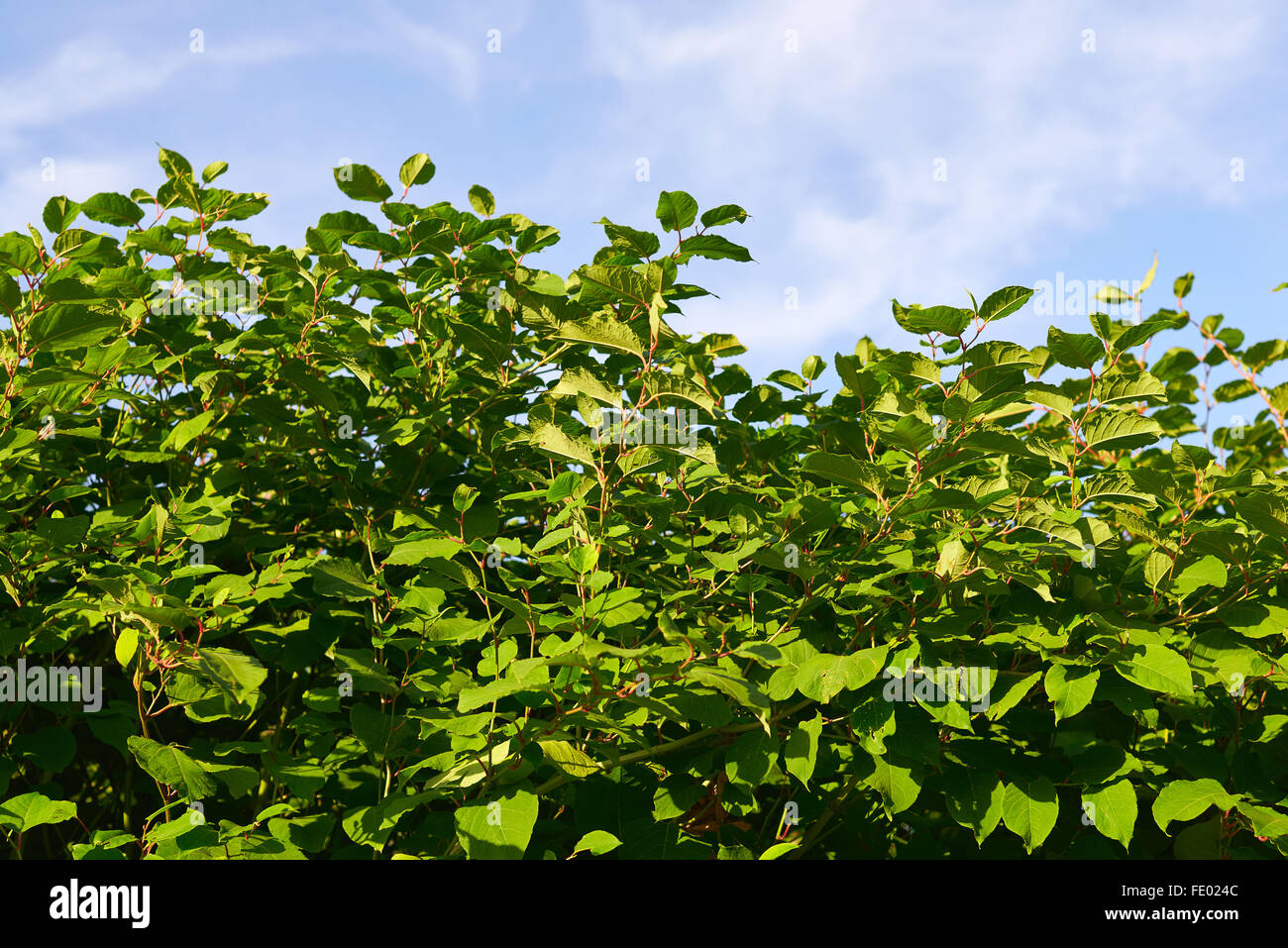 Sakhalin Knotweed or Fallopia sachalinensis in summer Stock Photo