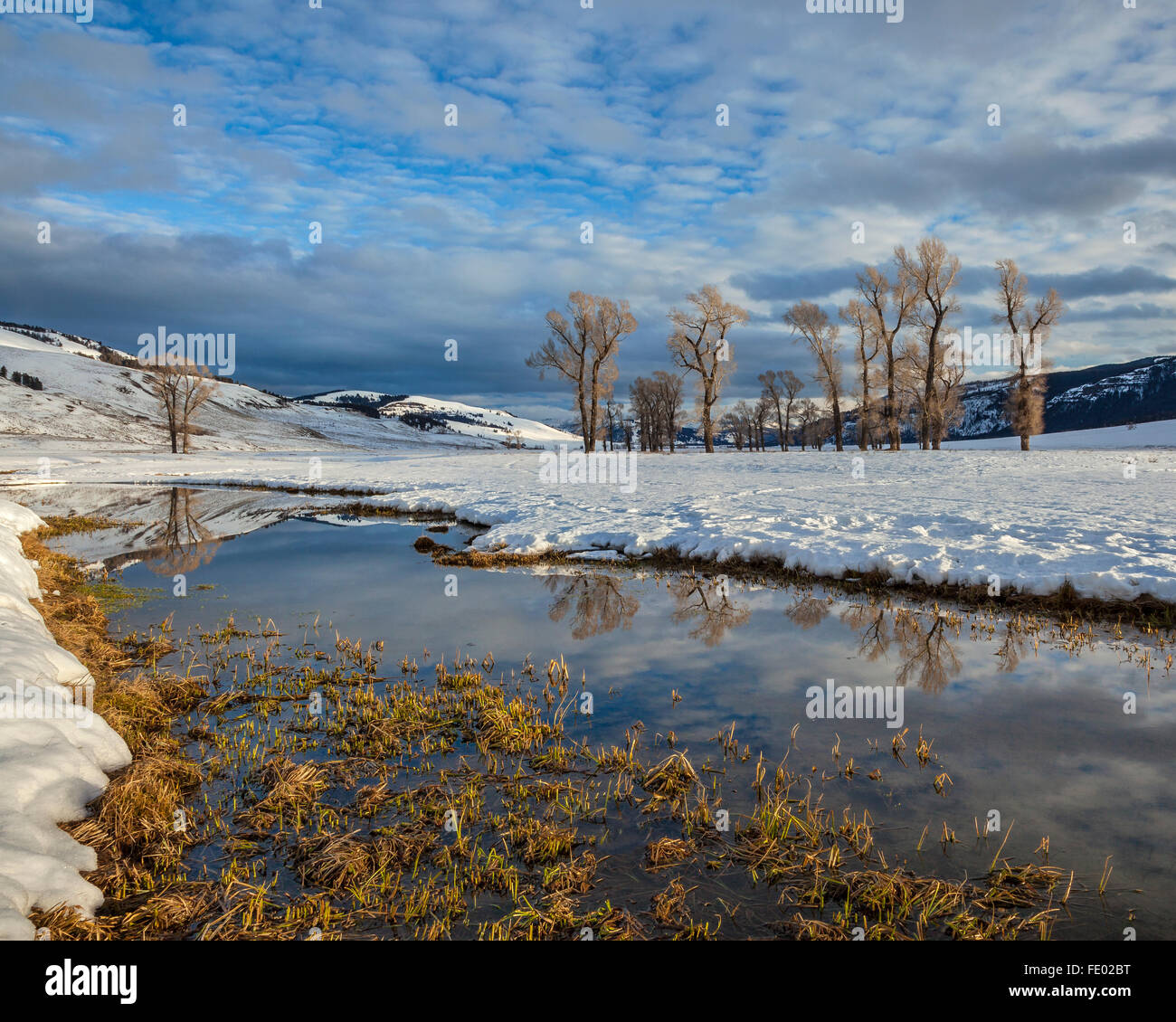 Yellowstone National Park, WY Cottonwood trees on the Lamar River