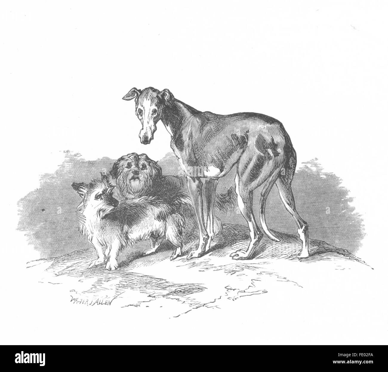 DOGS: Eos, Cairnach & Dandie Dinmont-Landseer, antique print c1880 Stock Photo
