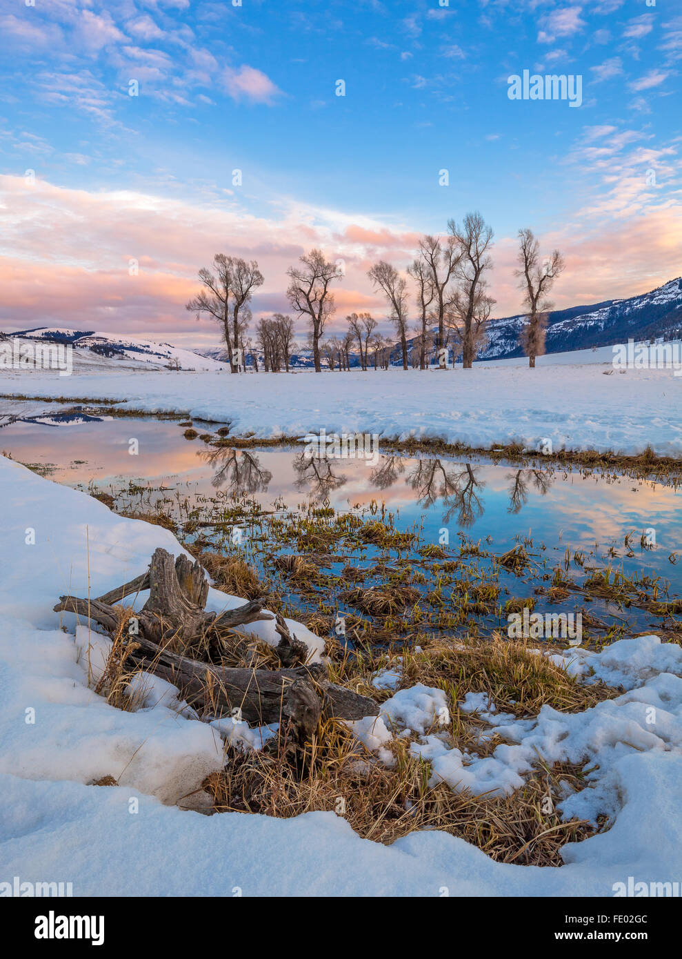 Yellowstone National Park, WY Cottonwood trees on the Lamar River