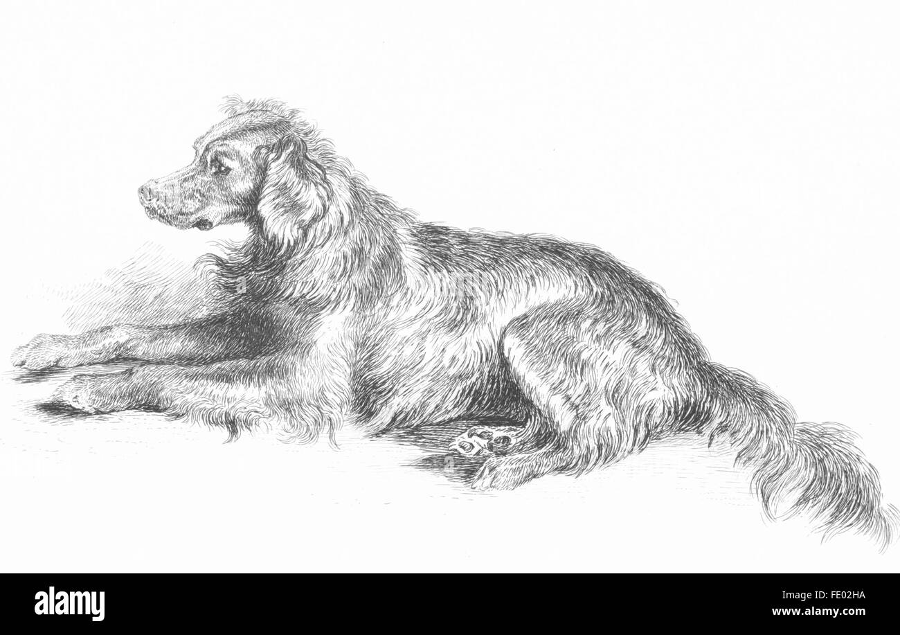 DOGS: A setter dog-Landseer, antique print c1880 Stock Photo