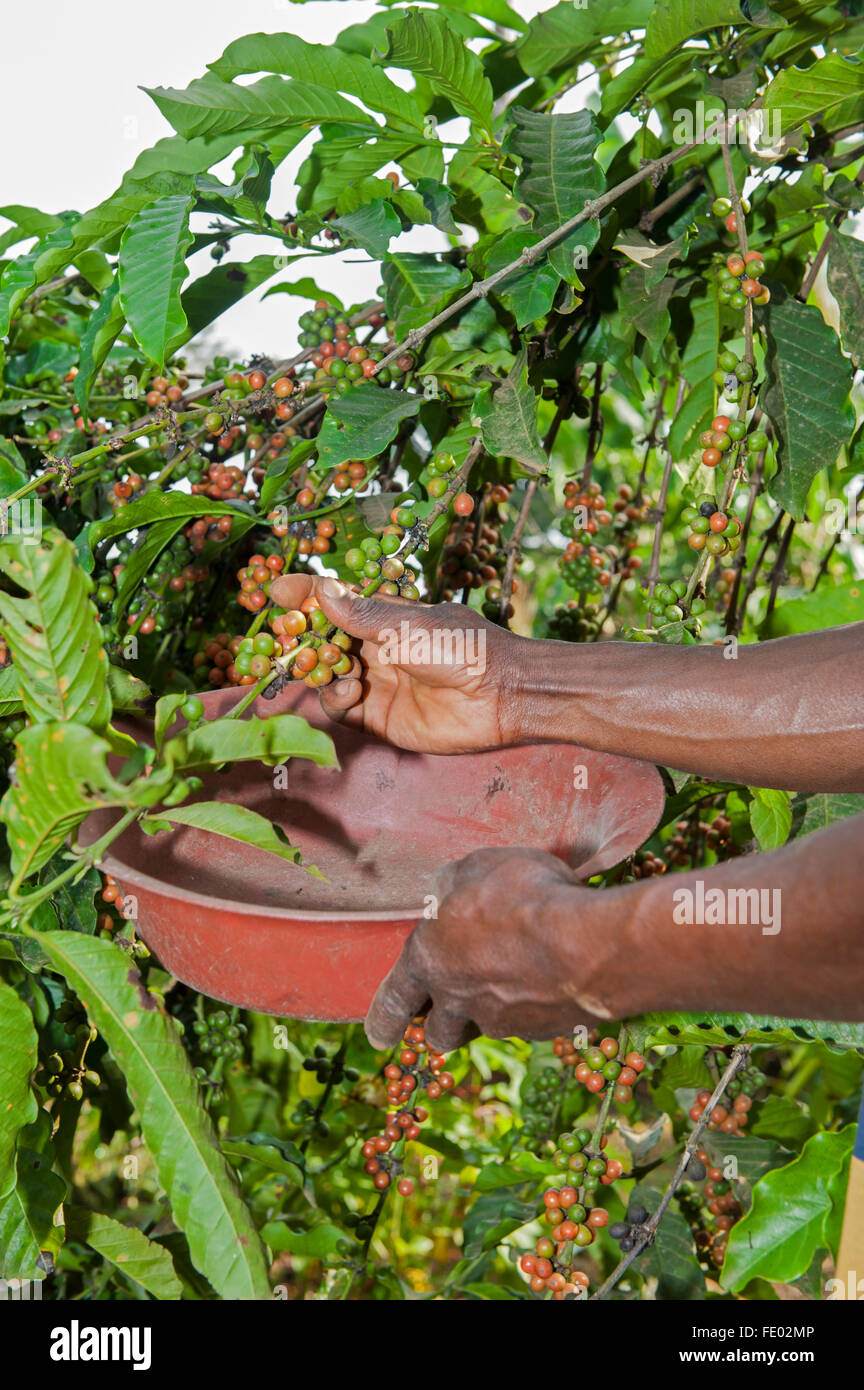 Picking ripe coffee beans from tree, Uganda. Stock Photo