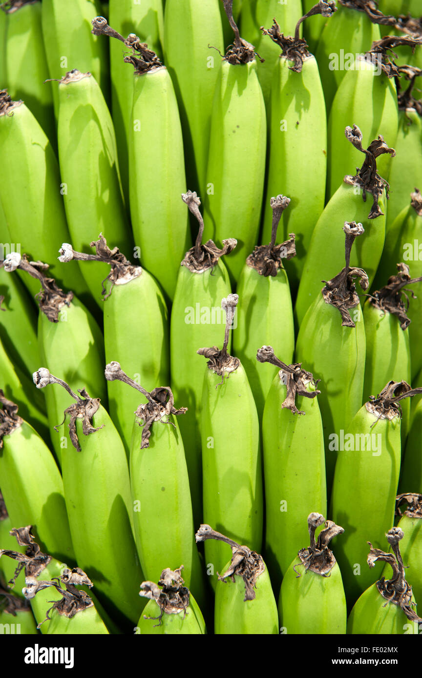Banana plantation uganda hires stock photography and images Alamy