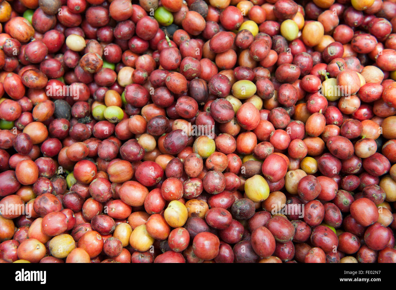 Unshelled, freshly picked coffee beans ready to be dried. Uganda. Stock Photo