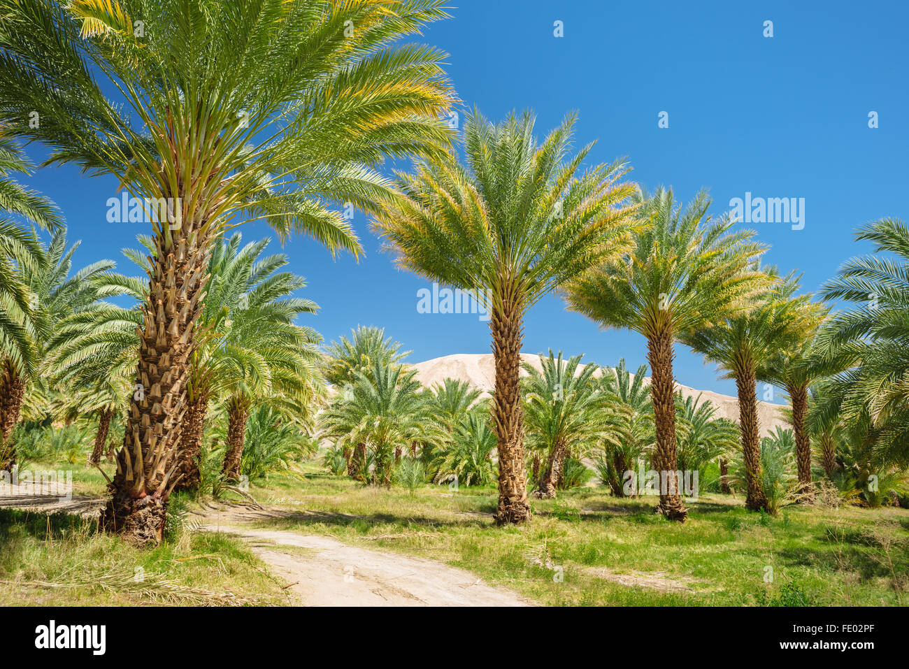 Date Palms - Oasis Date Gardens®