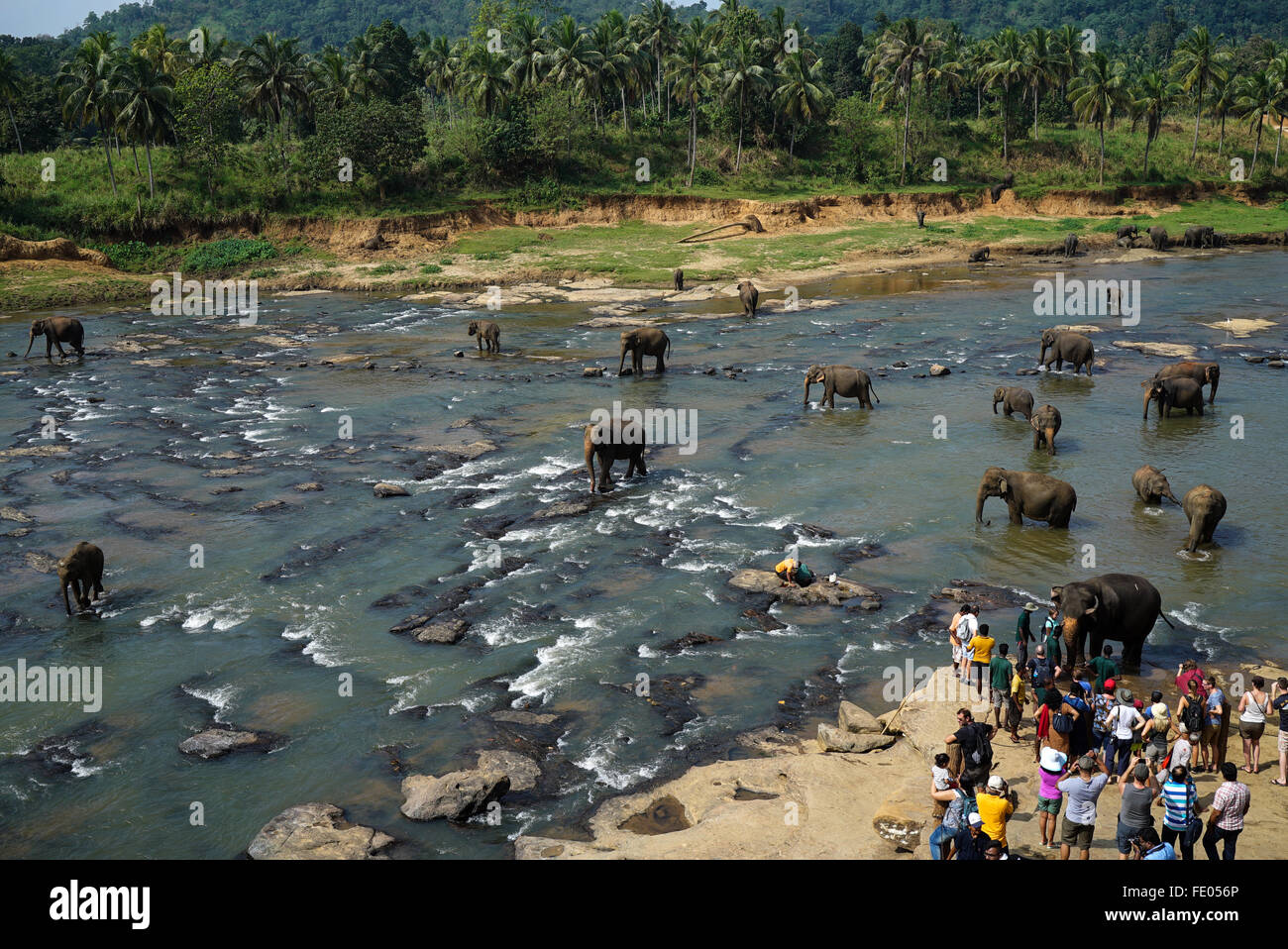 Elephant handler at Pinnawala Elephant Orphanage Stock Photo Alamy