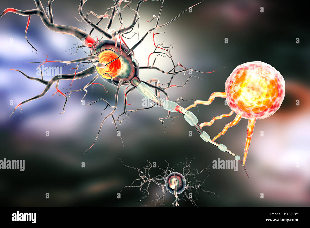 Nerve cells, concept for Neurologic Diseases, tumors and brain surgery. Stock Photo