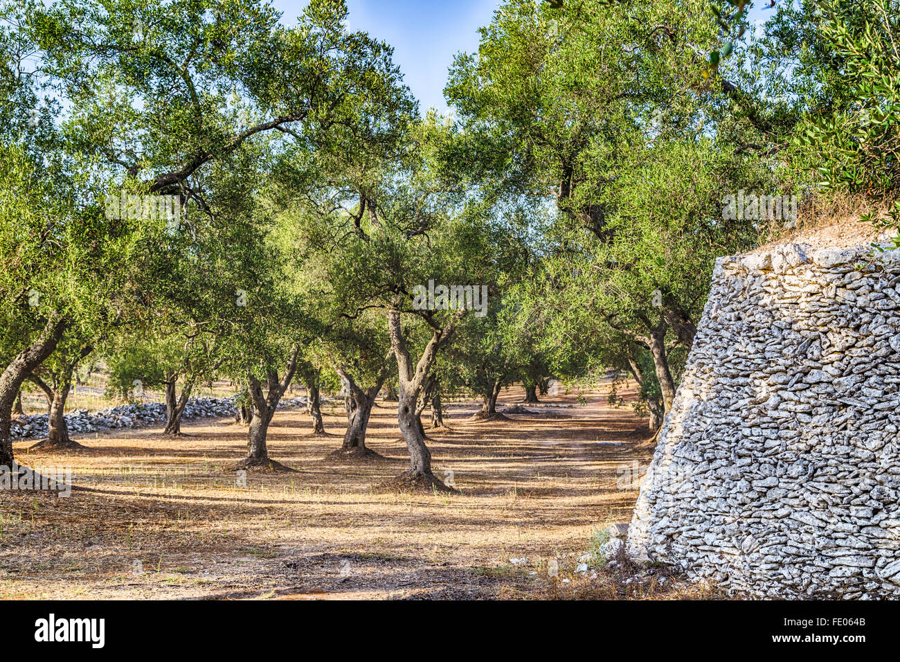 Dry stone hut with dome in grove of olive trees in Salento in Puglia in Italy Stock Photo