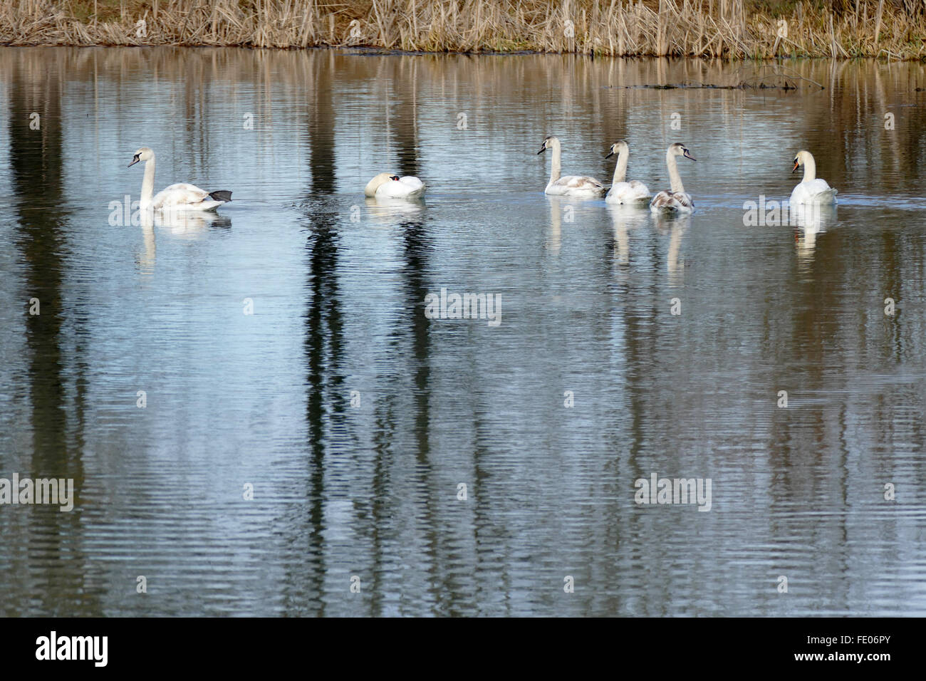 Family wild swans. Mother, father and four young. Stock Photo