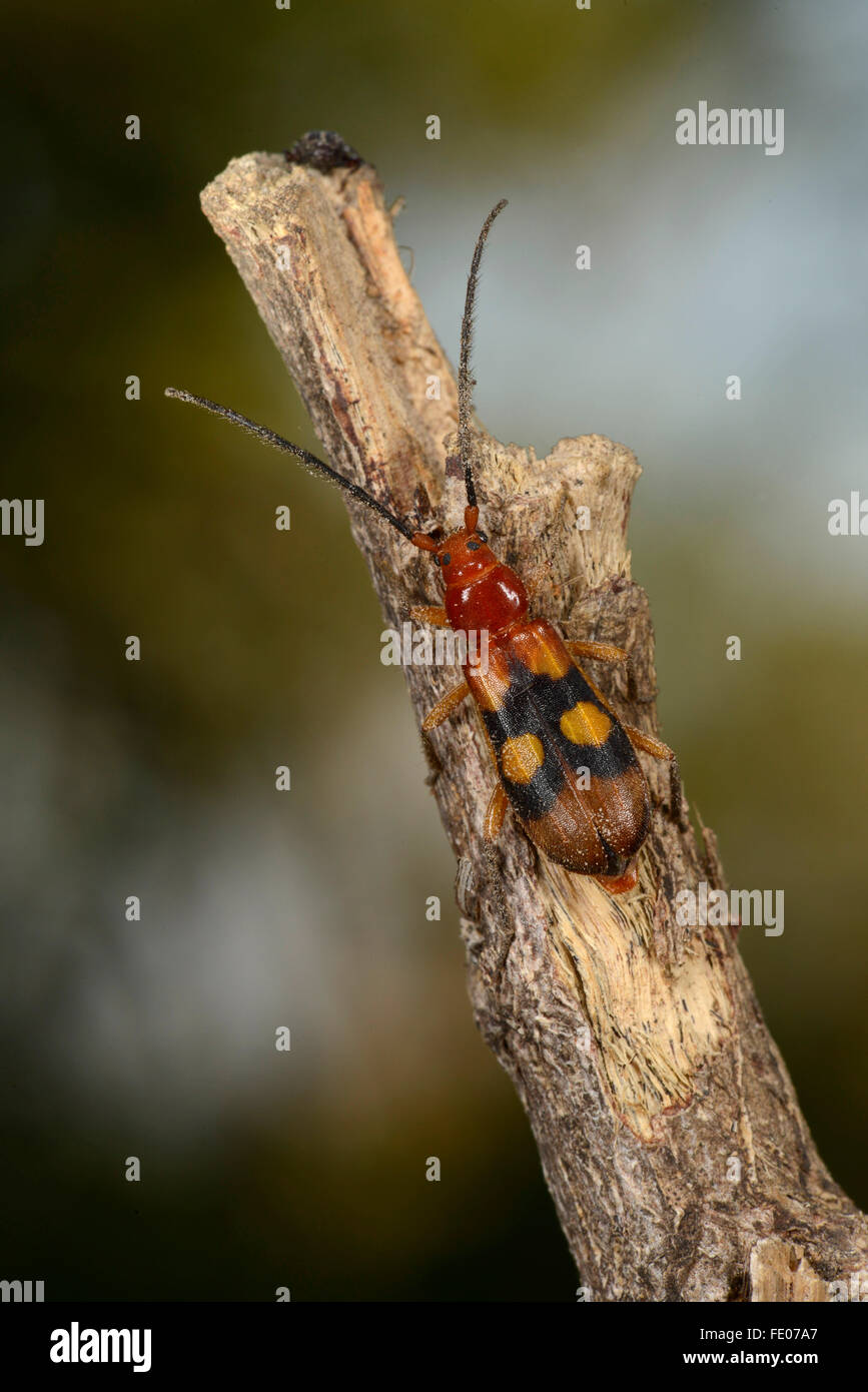 African beetle hi-res stock photography and images - Alamy