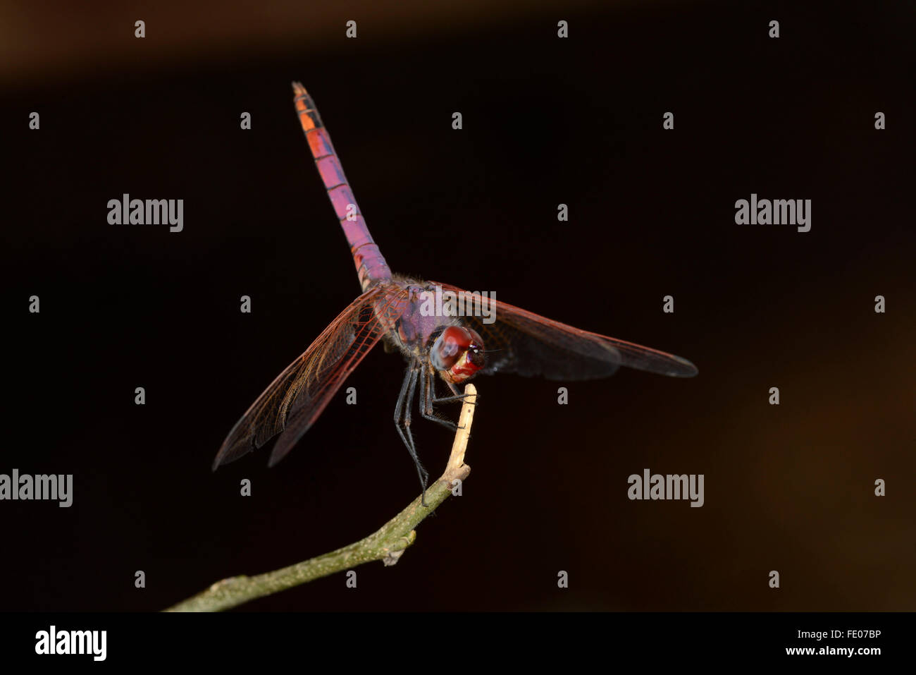 Violet Dropwing Dragonfly (Trithemis annulata) adult perched on twig, Mana Pools National Park, Zimbabwe, November Stock Photo