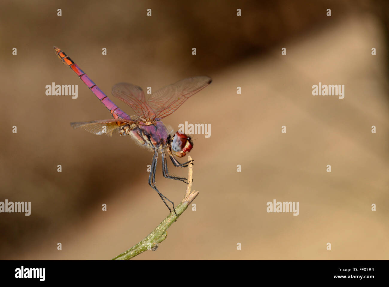Violet Dropwing Dragonfly (Trithemis annulata) adult perched on twig, Mana Pools National Park, Zimbabwe, November Stock Photo