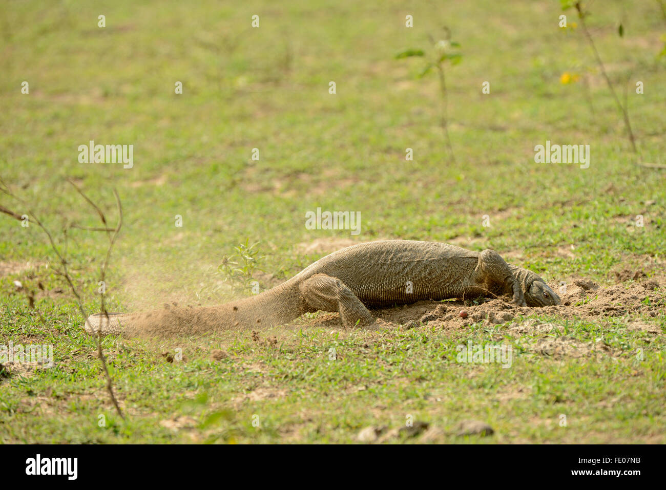 Common Indian or Bengal Monitor Lizard (Varanus bengalensis) digging in ground for food, Yala