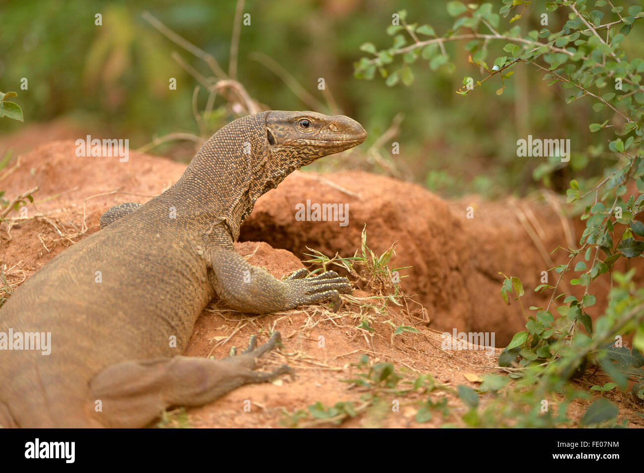 Common Indian or Bengal Monitor Lizard (Varanus bengalensis) at