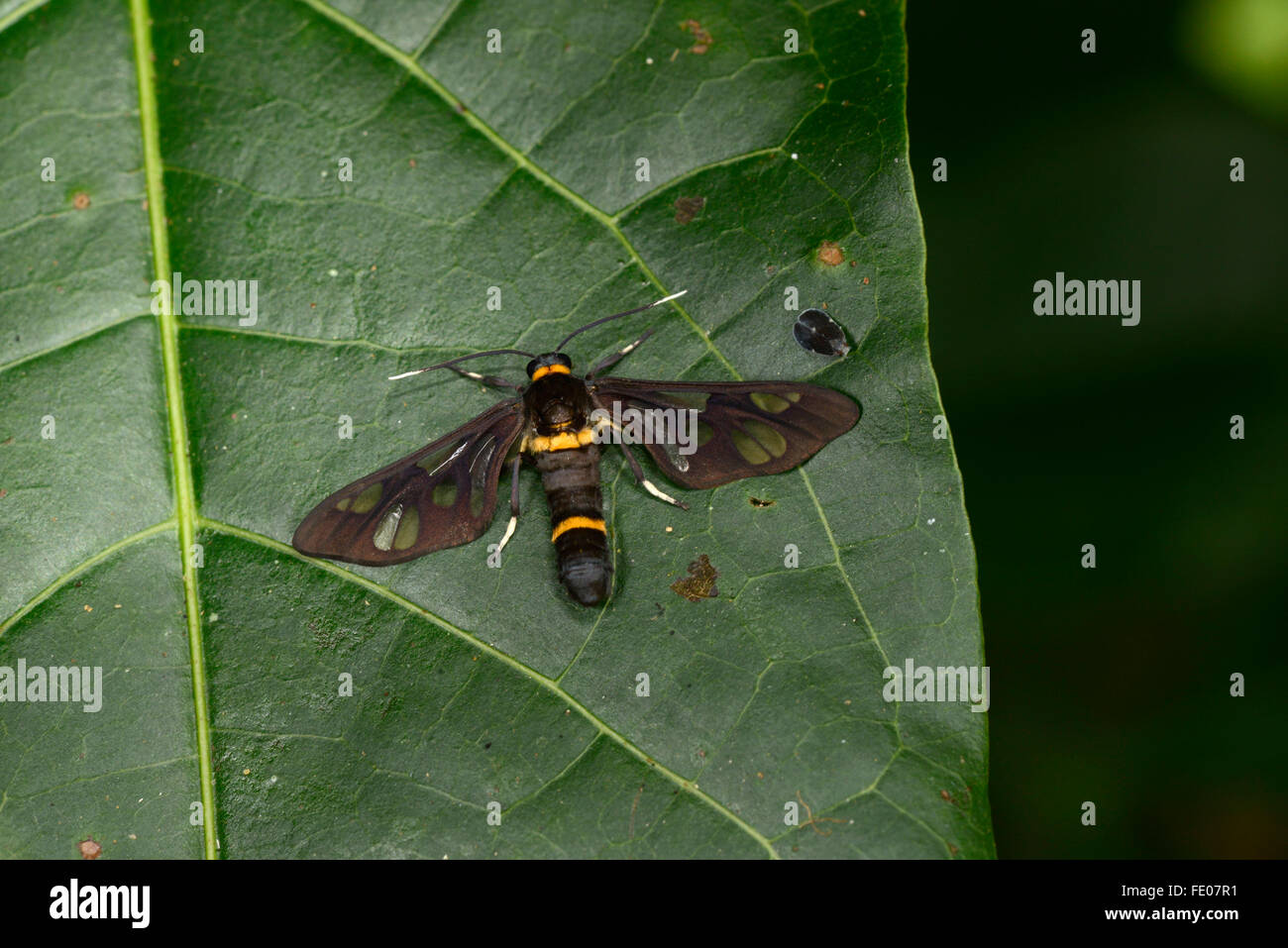 Clearwing Wasp Moth (Syntomoides imaon) adult at rest on leaf, Sinharaja Forest Reserve, Sri Lanka, March Stock Photo